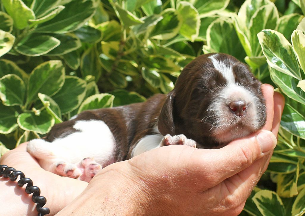 in Shade of Pure - Chiot disponible  - English Springer Spaniel