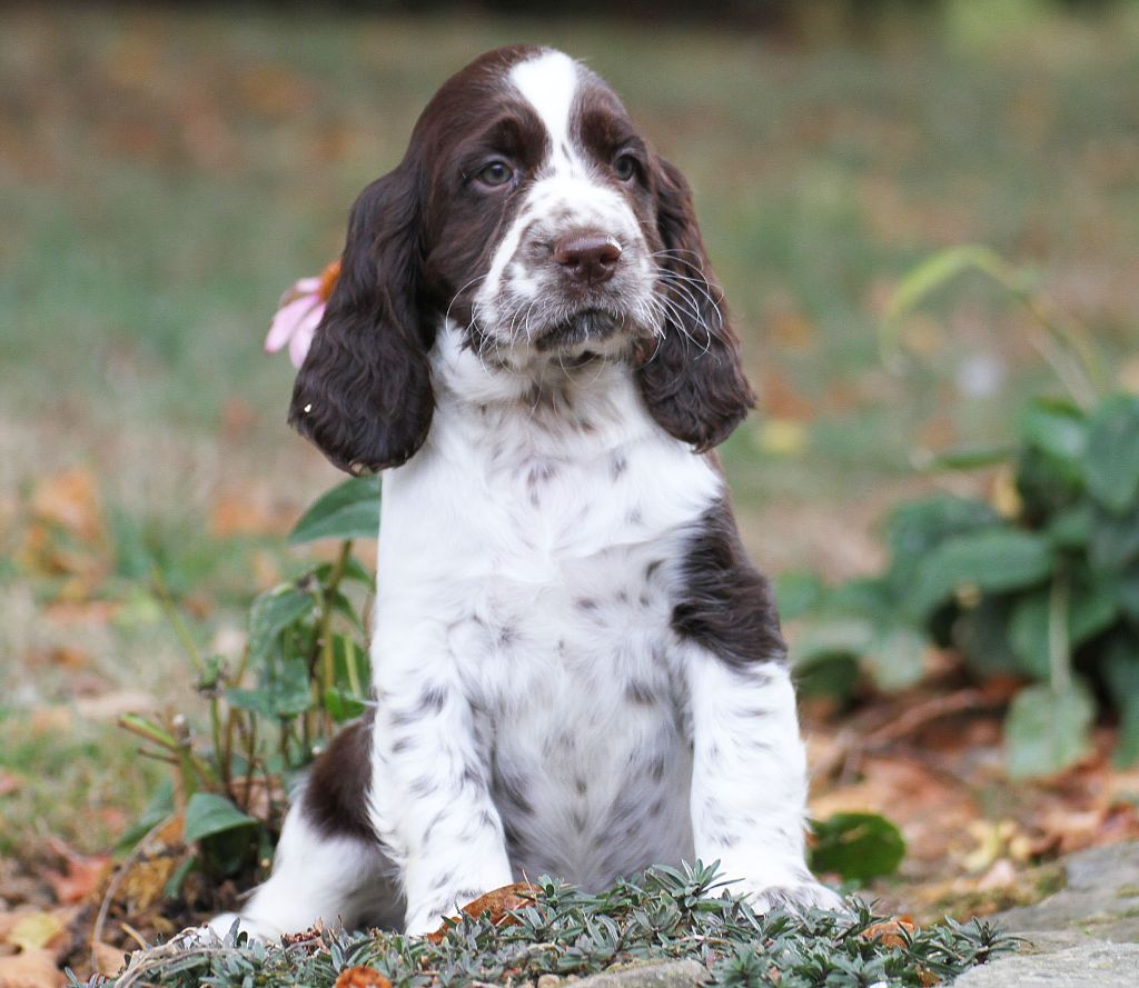 in Shade of Pure - English Springer Spaniel - Portée née le 20/08/2018