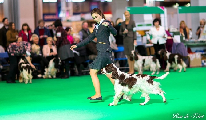 in Shade of Pure - Crufts 2016