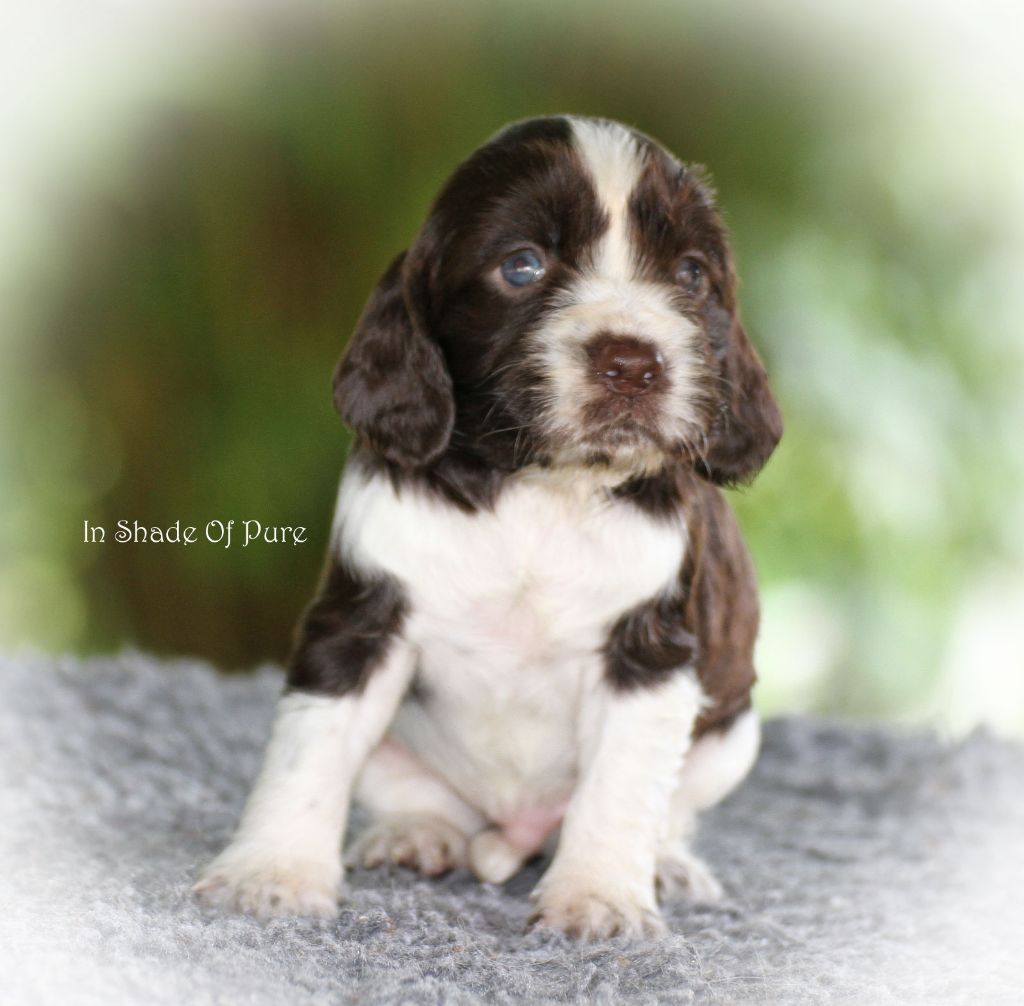 in Shade of Pure - Chiot disponible  - English Springer Spaniel