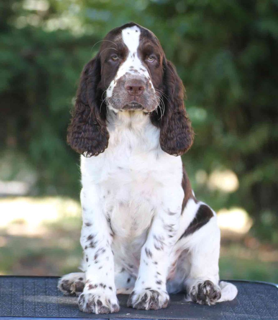 chiot English Springer Spaniel in Shade of Pure