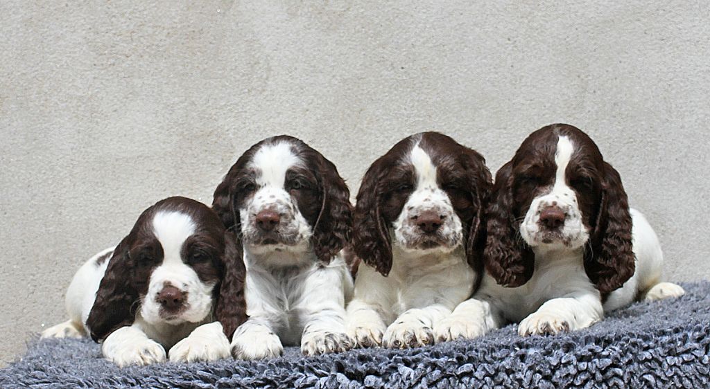 chiot English Springer Spaniel in Shade of Pure