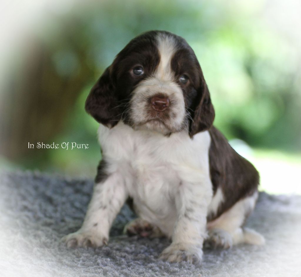 in Shade of Pure - Chiot disponible  - English Springer Spaniel