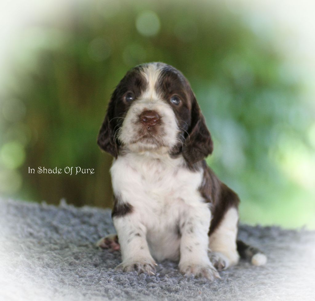 in Shade of Pure - Chiot disponible  - English Springer Spaniel