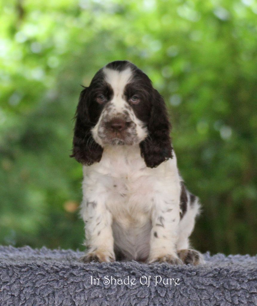 in Shade of Pure - Chiot disponible  - English Springer Spaniel