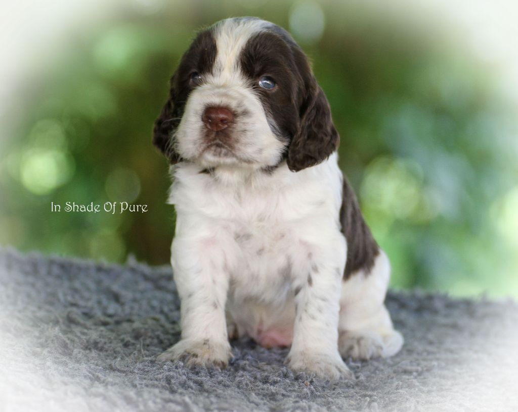 in Shade of Pure - Chiot disponible  - English Springer Spaniel