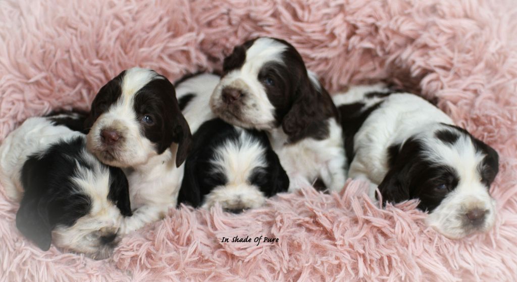 chiot English Springer Spaniel in Shade of Pure