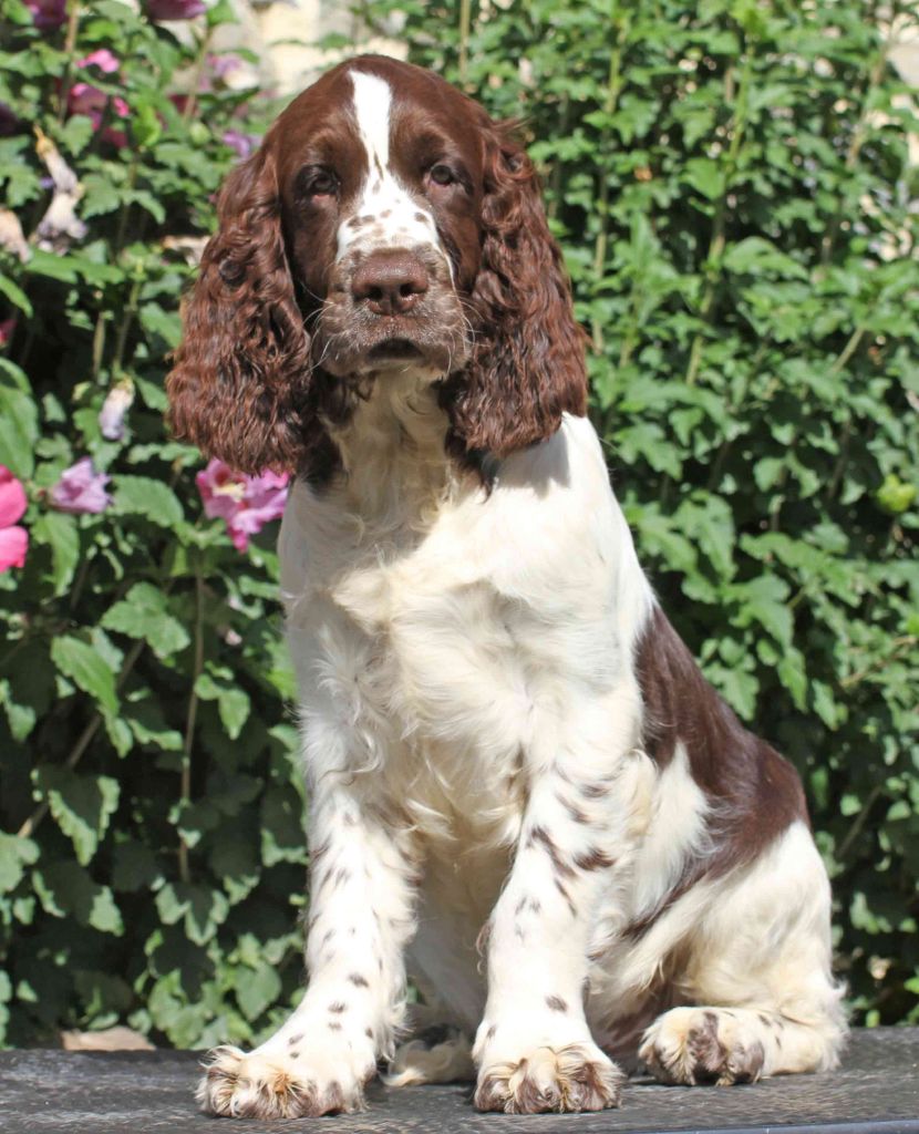 in Shade of Pure - English Springer Spaniel - Portée née le 15/05/2019