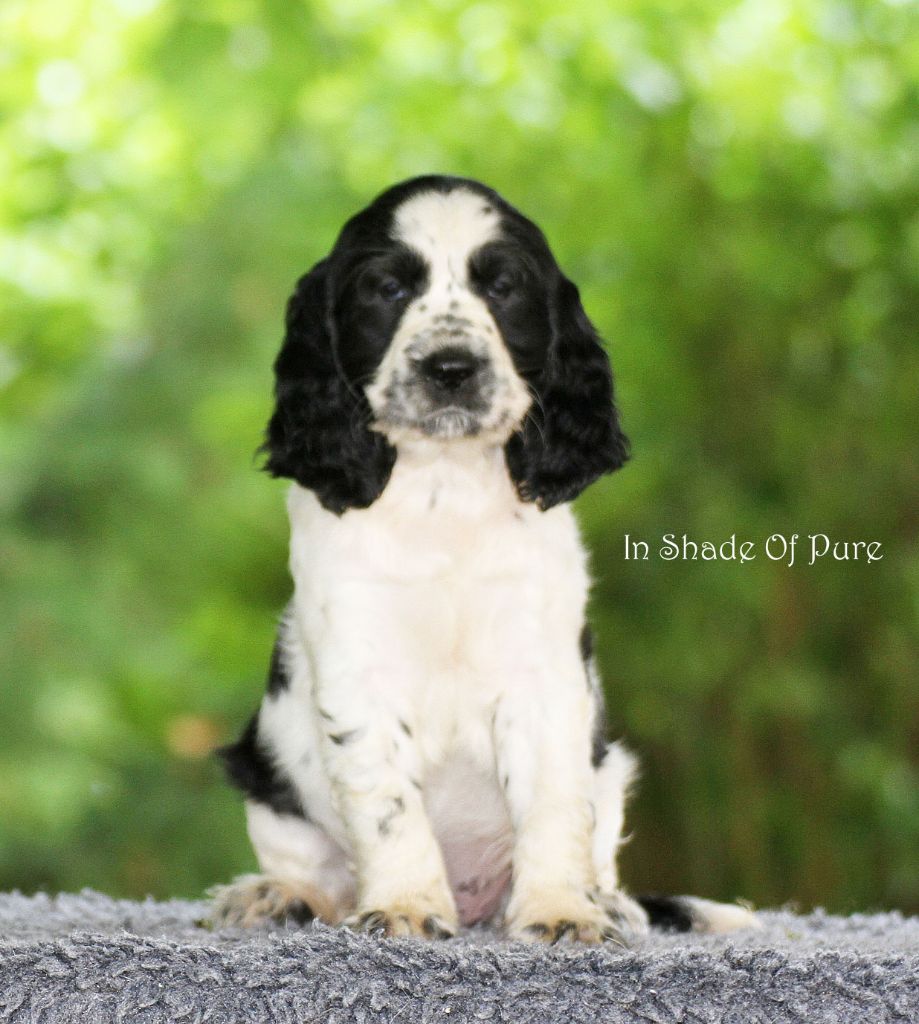 in Shade of Pure - Chiot disponible  - English Springer Spaniel