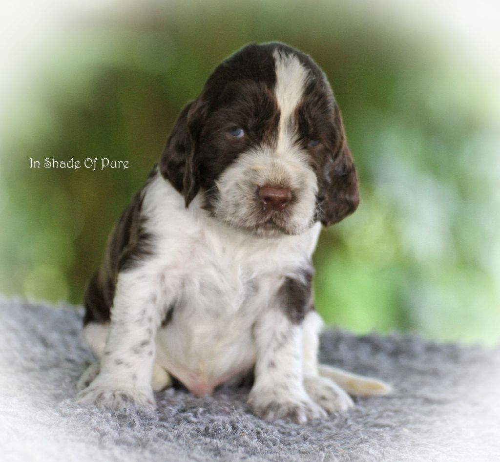 in Shade of Pure - Chiot disponible  - English Springer Spaniel