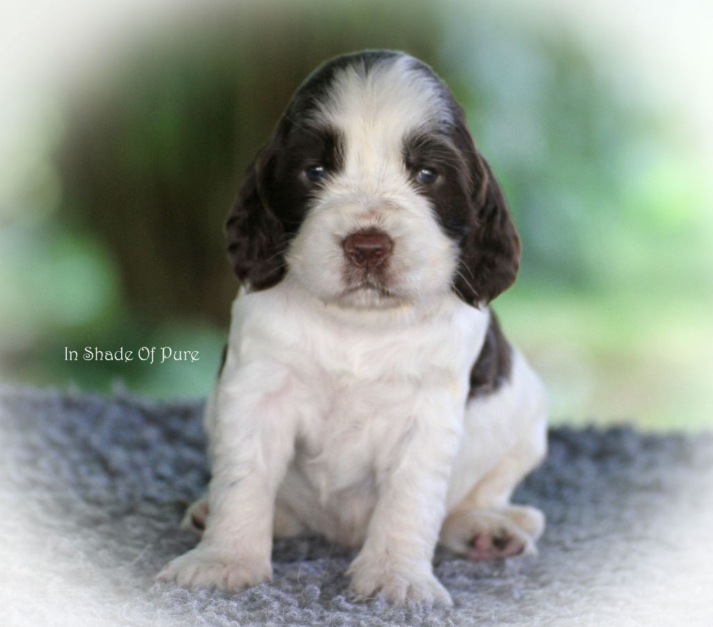 in Shade of Pure - Chiot disponible  - English Springer Spaniel