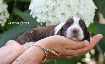 in Shade of Pure - English Springer Spaniel - Portée née le 27/06/2024