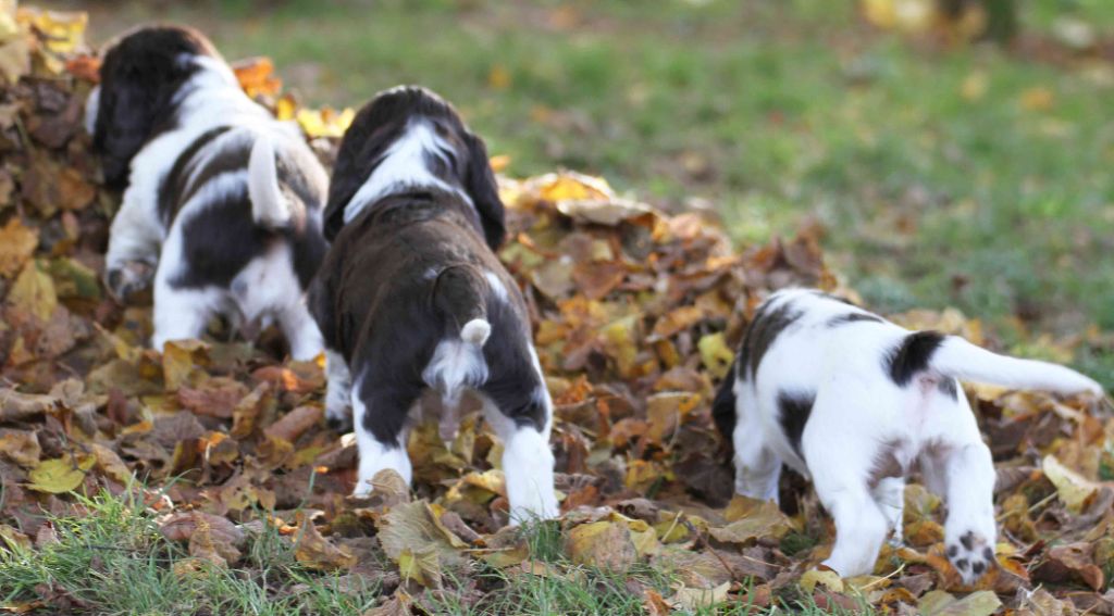 in Shade of Pure - English Springer Spaniel - Portée née le 23/10/2019