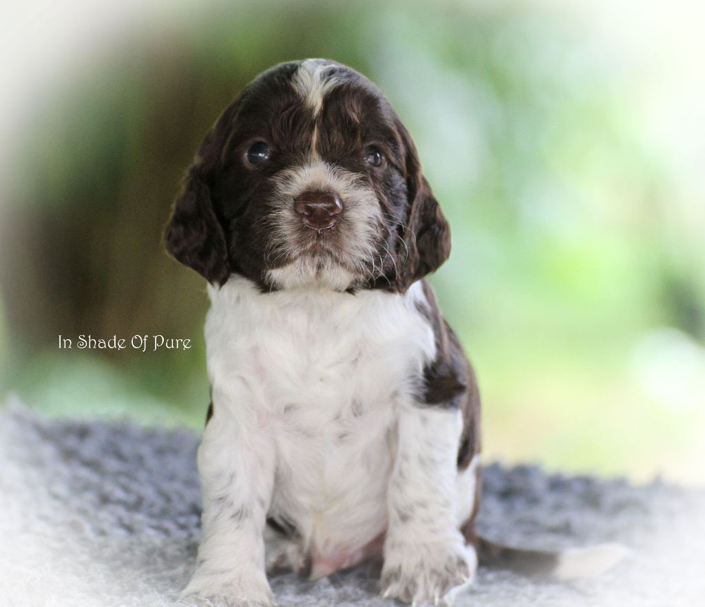 in Shade of Pure - Chiot disponible  - English Springer Spaniel