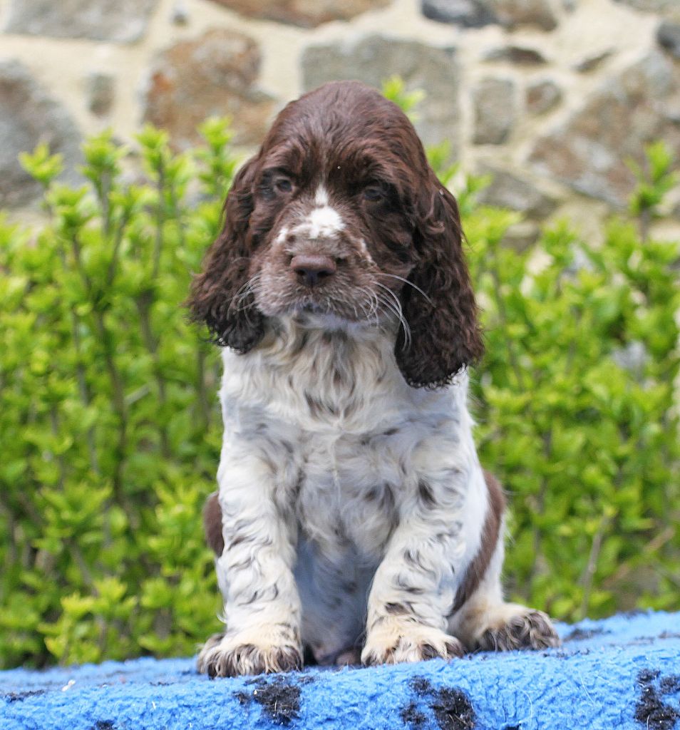 in Shade of Pure - Chiot disponible  - English Springer Spaniel