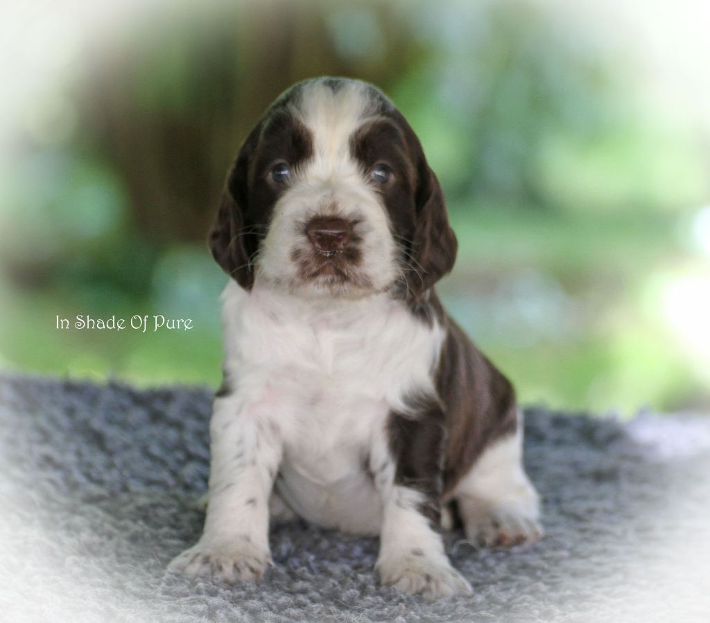 in Shade of Pure - Chiot disponible  - English Springer Spaniel