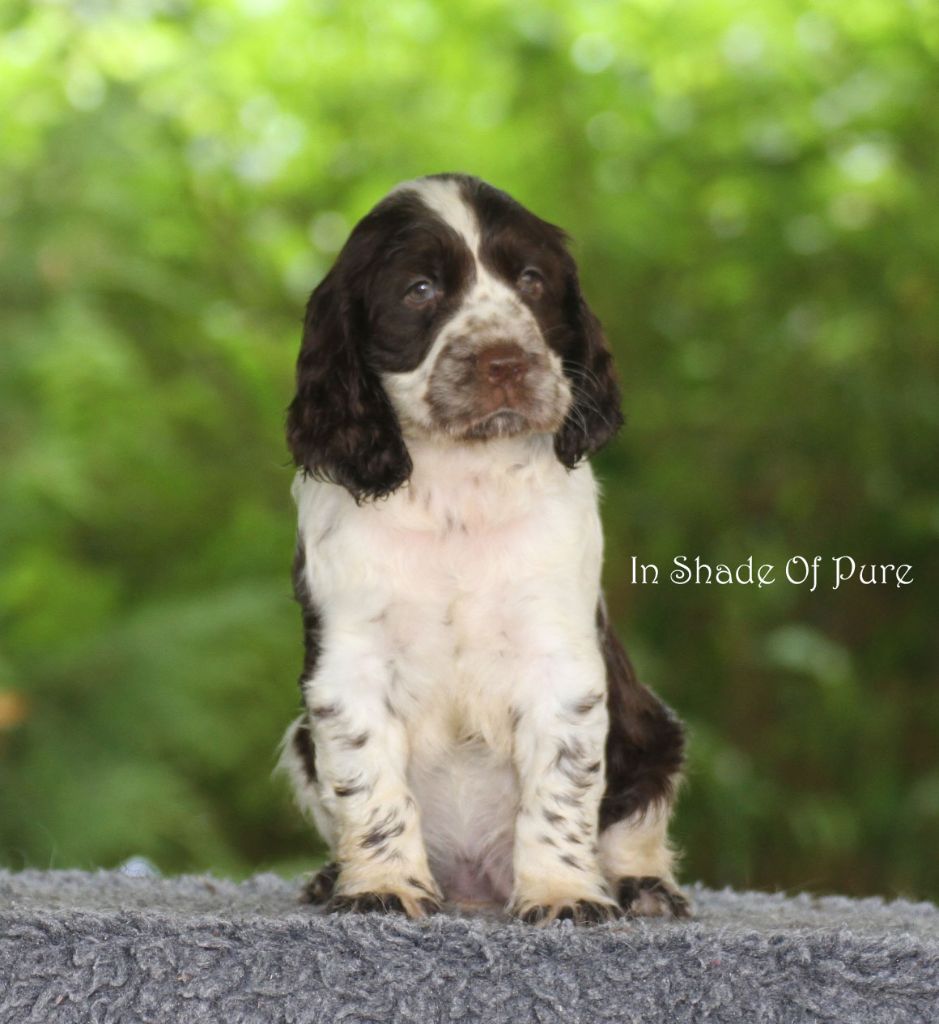 in Shade of Pure - Chiot disponible  - English Springer Spaniel