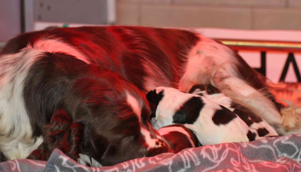 in Shade of Pure - Les bébés d'Olivia et Pomito sont nés