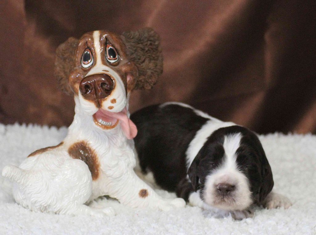 in Shade of Pure - CHIOTS