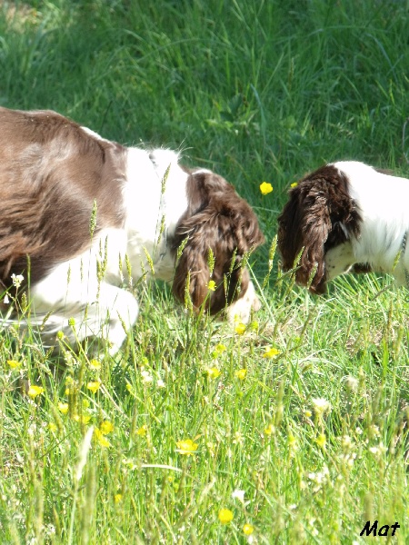 Histoire de famille coté chien