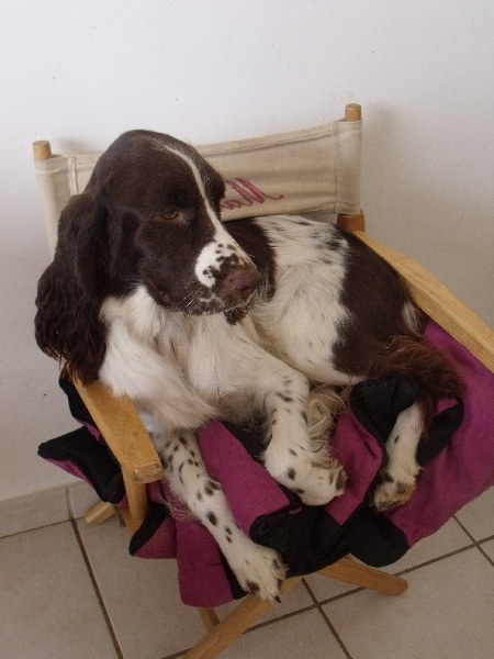 vie de chien