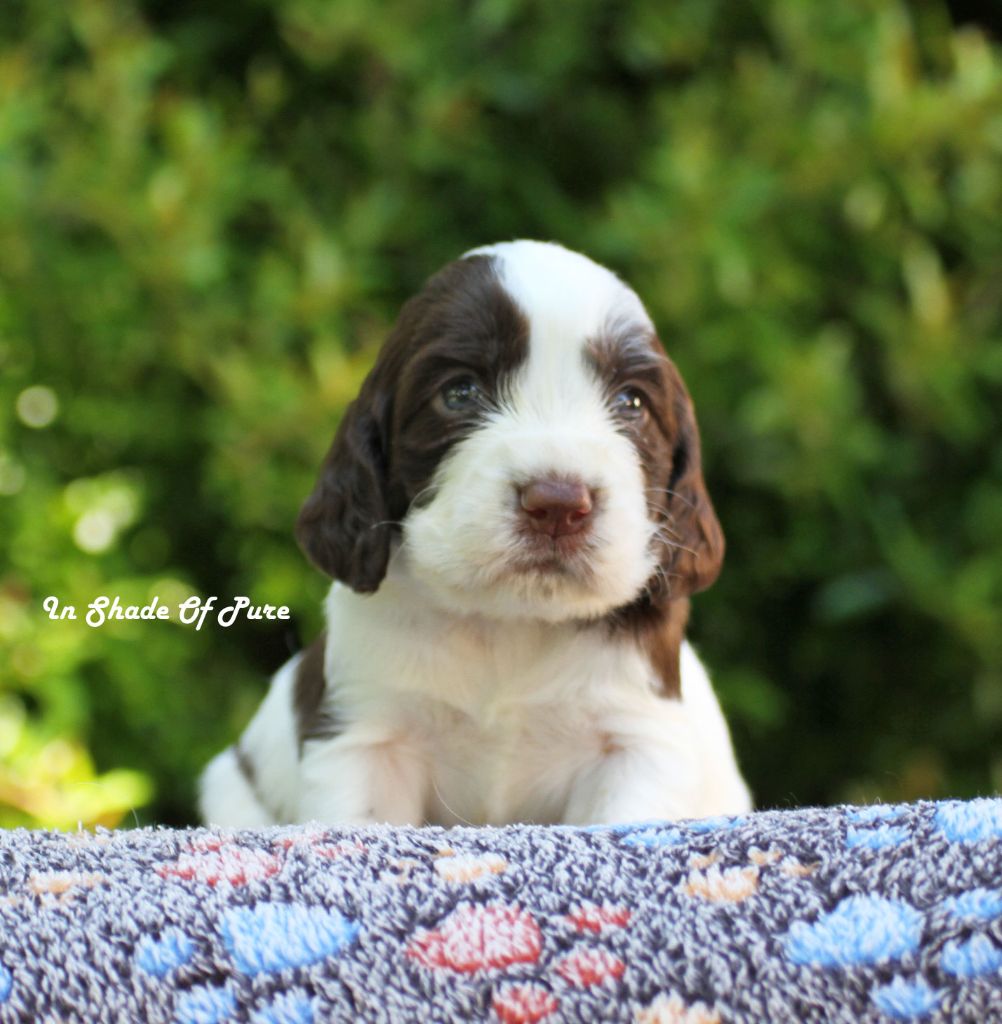 in Shade of Pure - Chiots disponibles - English Springer Spaniel