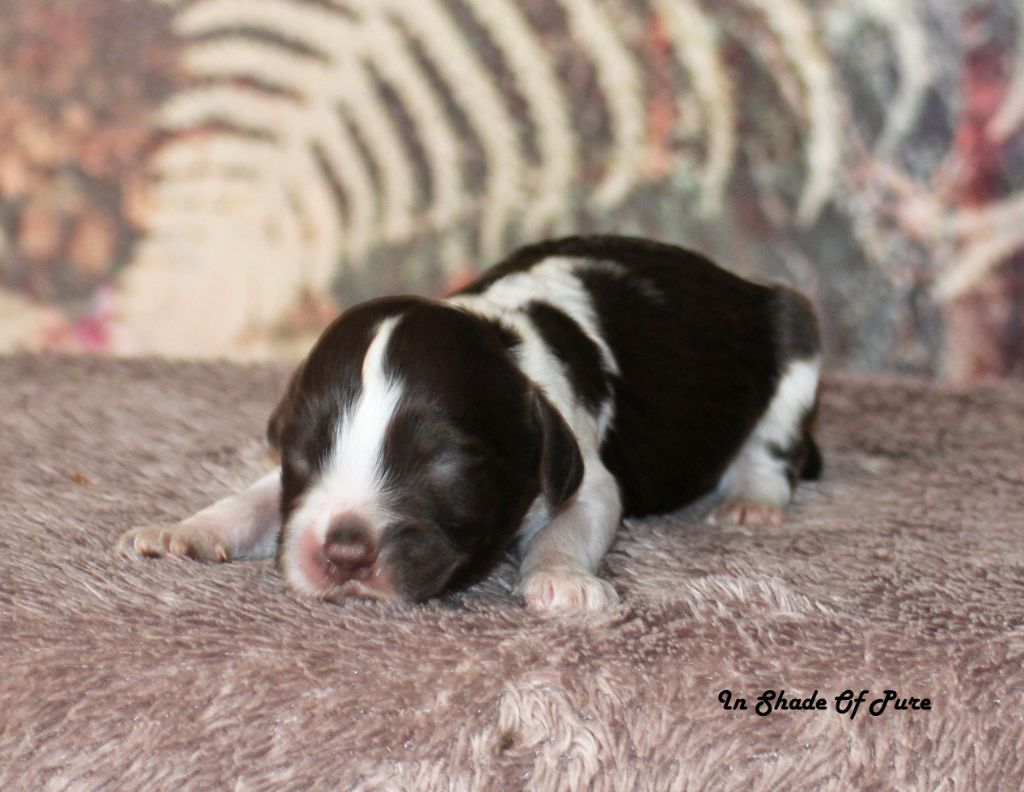 in Shade of Pure - Chiots disponibles - English Springer Spaniel