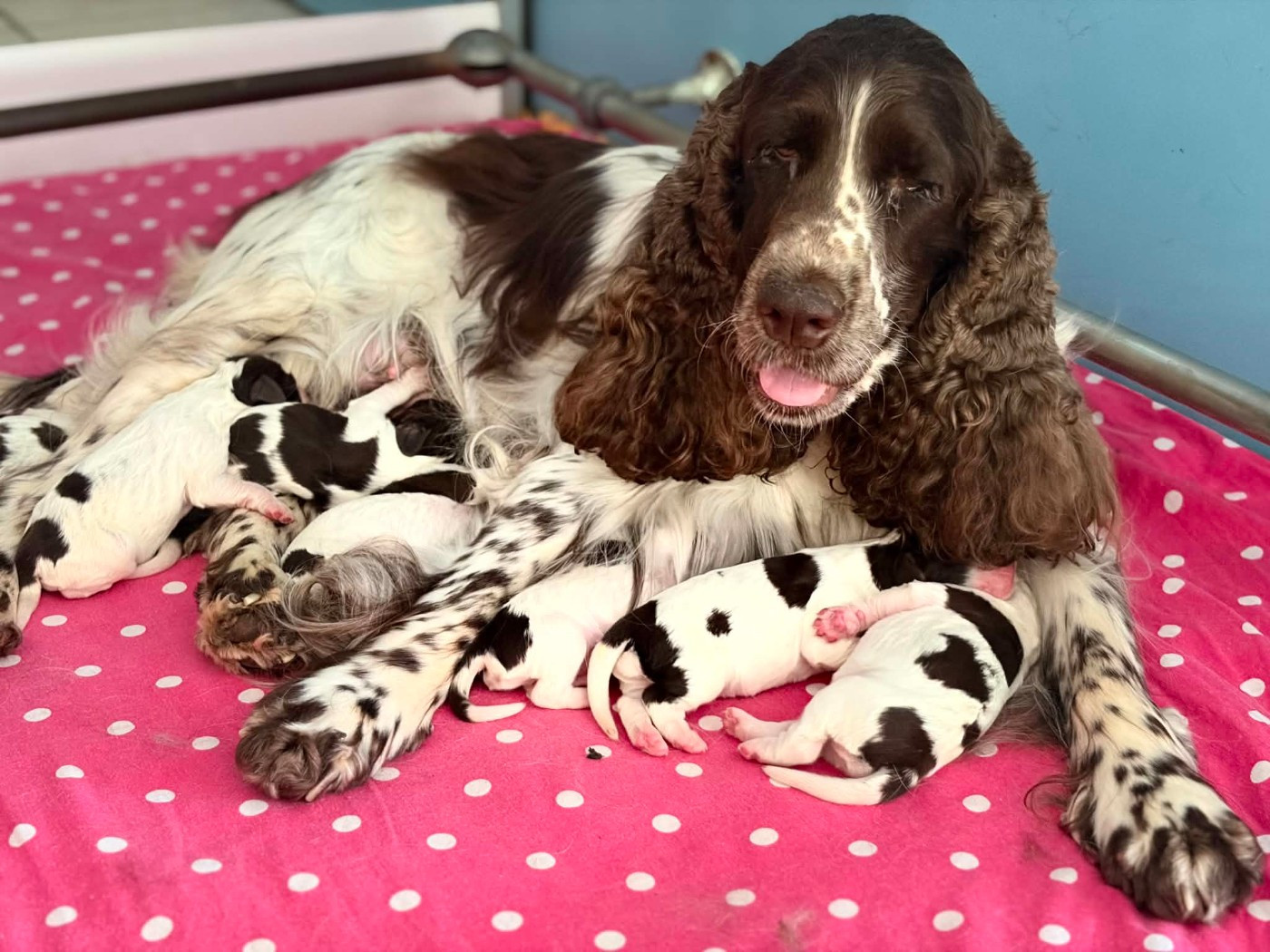 Chiot English Springer Spaniel in Shade of Pure