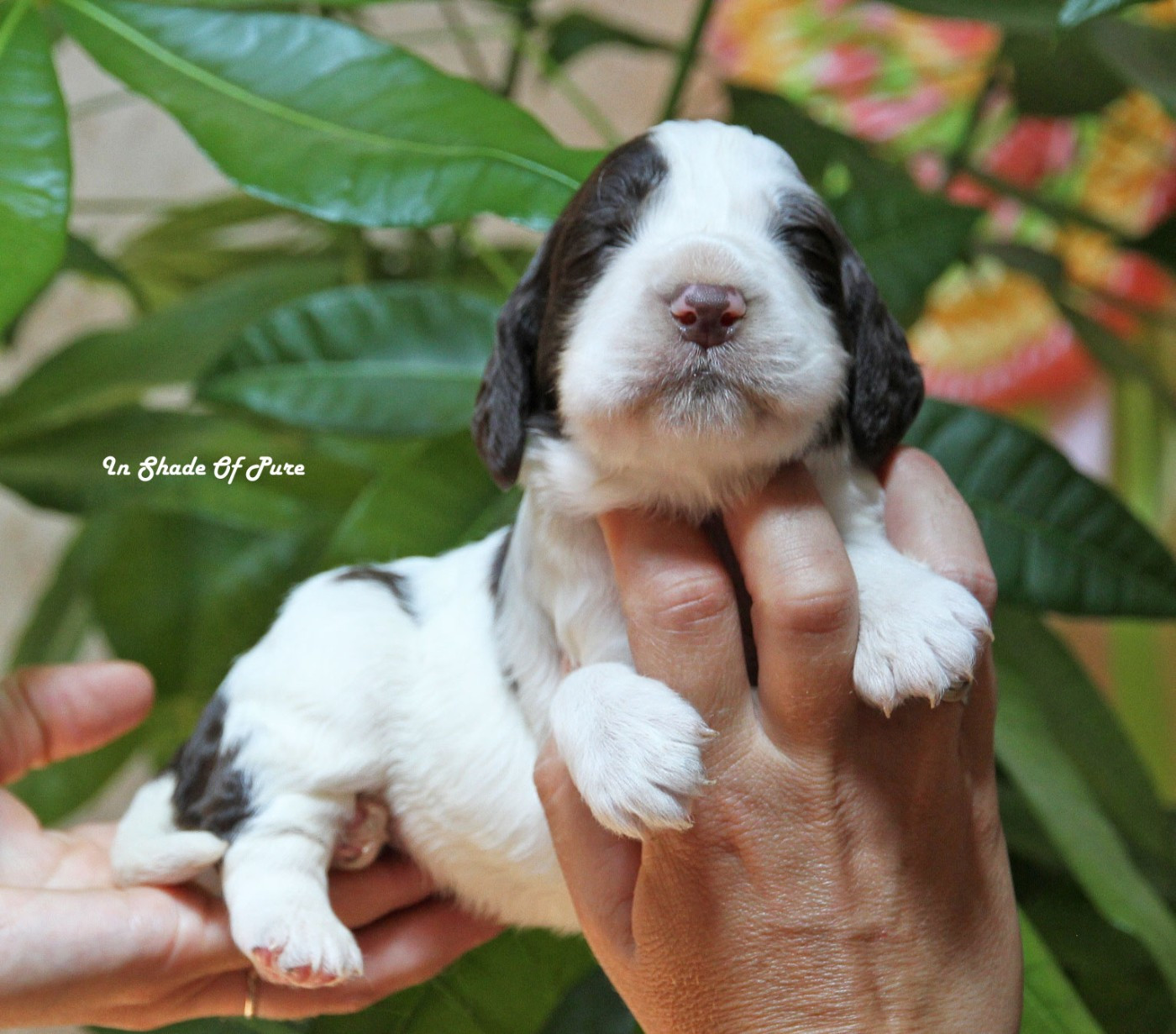 in Shade of Pure - Chiots disponibles - English Springer Spaniel