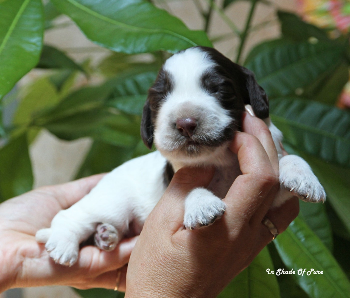 in Shade of Pure - Chiots disponibles - English Springer Spaniel