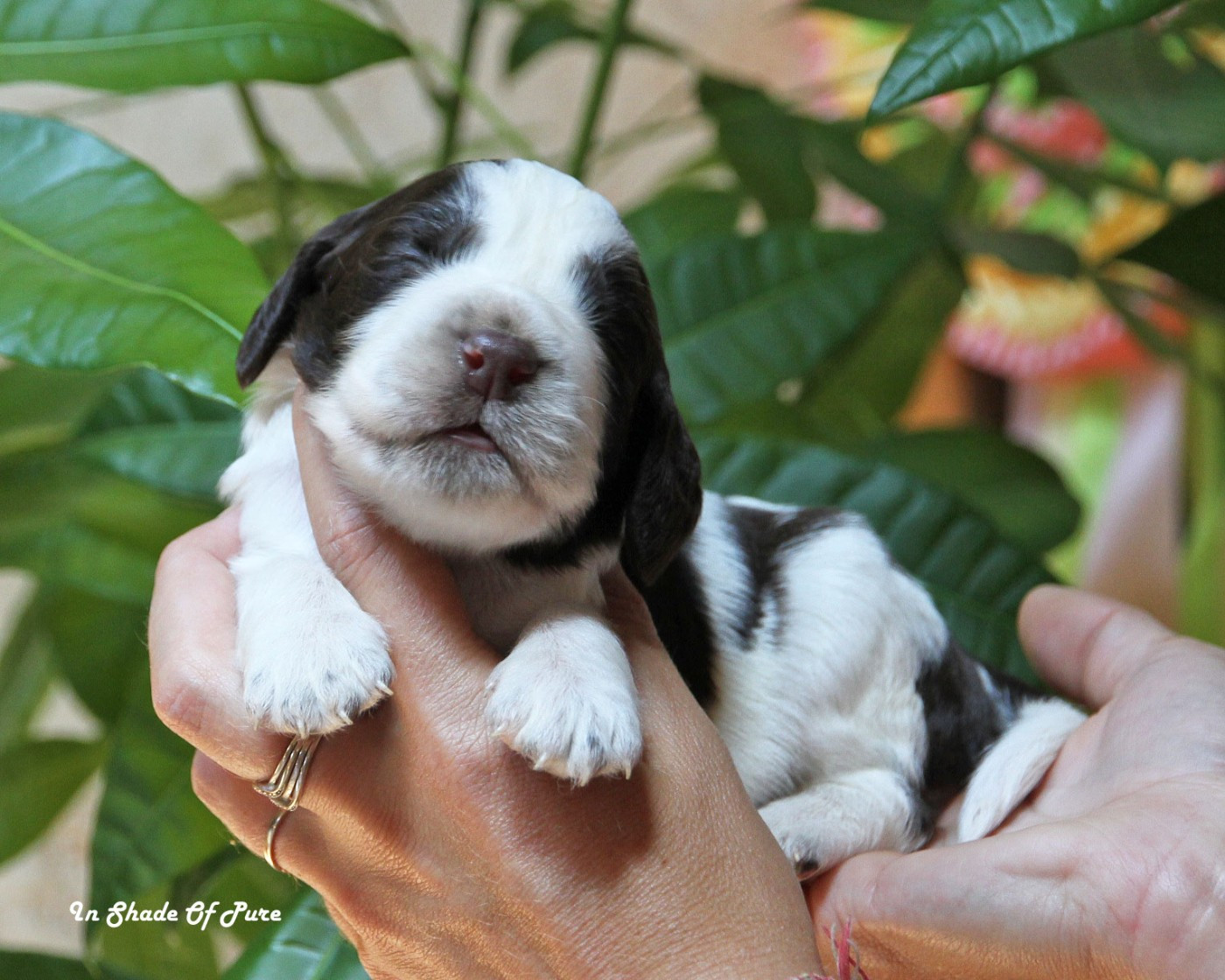 in Shade of Pure - Chiots disponibles - English Springer Spaniel