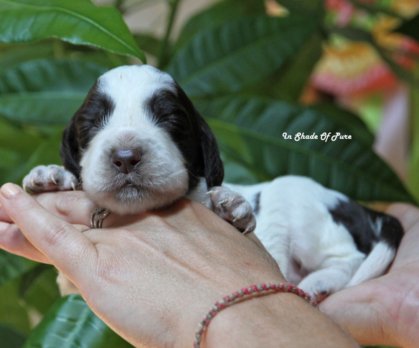 in Shade of Pure - Chiots disponibles - English Springer Spaniel