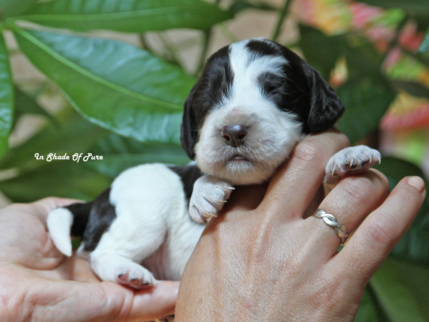 in Shade of Pure - Chiots disponibles - English Springer Spaniel