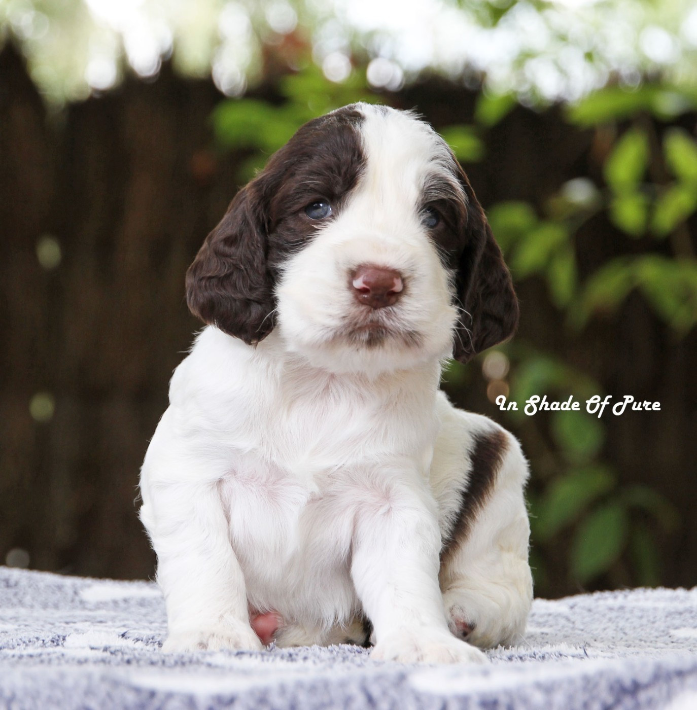in Shade of Pure - Chiots disponibles - English Springer Spaniel