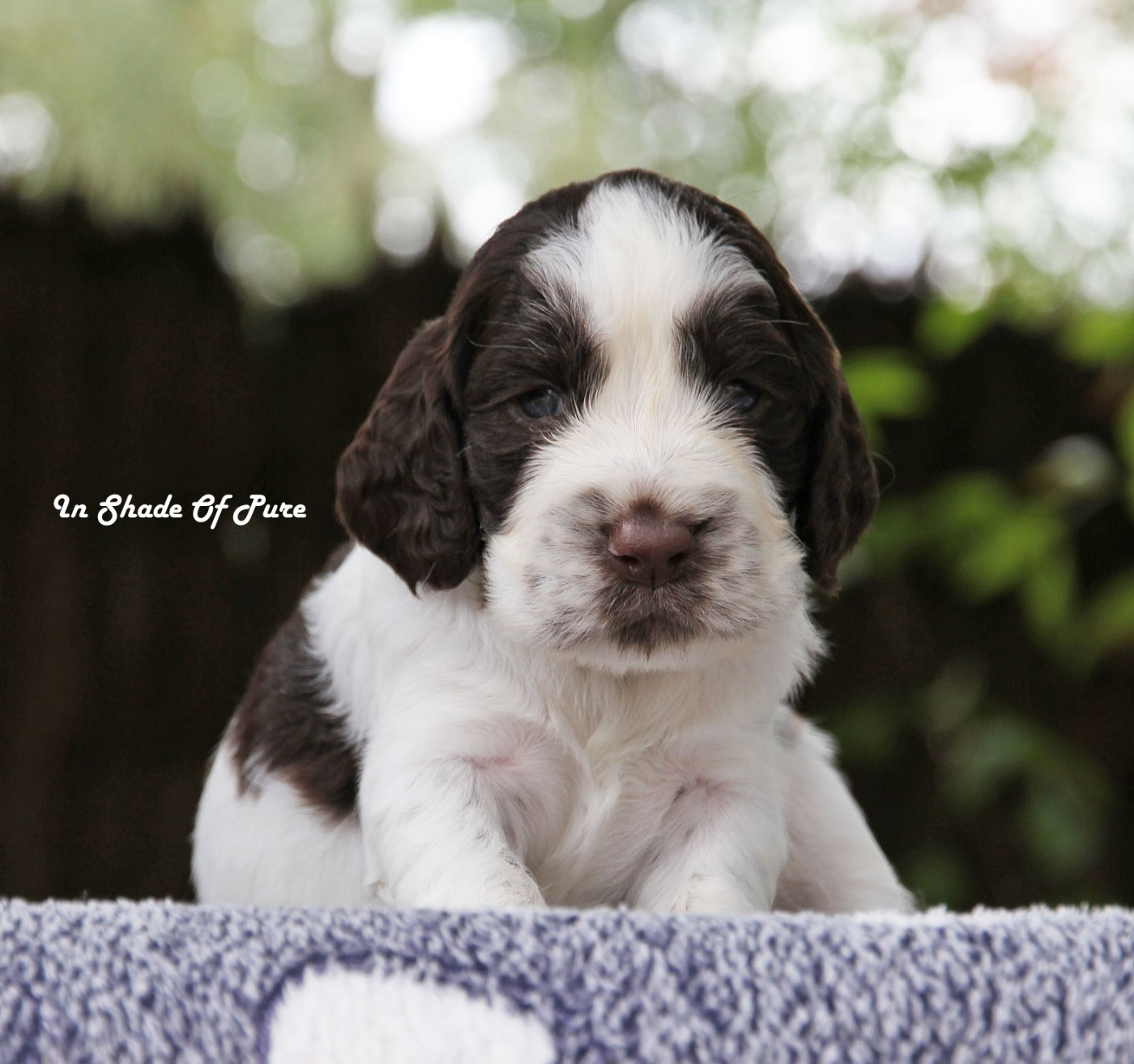 in Shade of Pure - Chiots disponibles - English Springer Spaniel