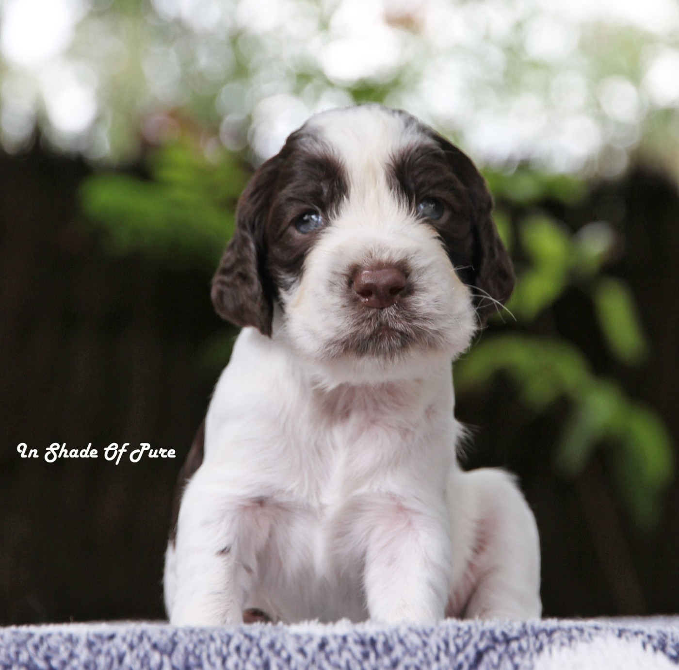 in Shade of Pure - Chiots disponibles - English Springer Spaniel