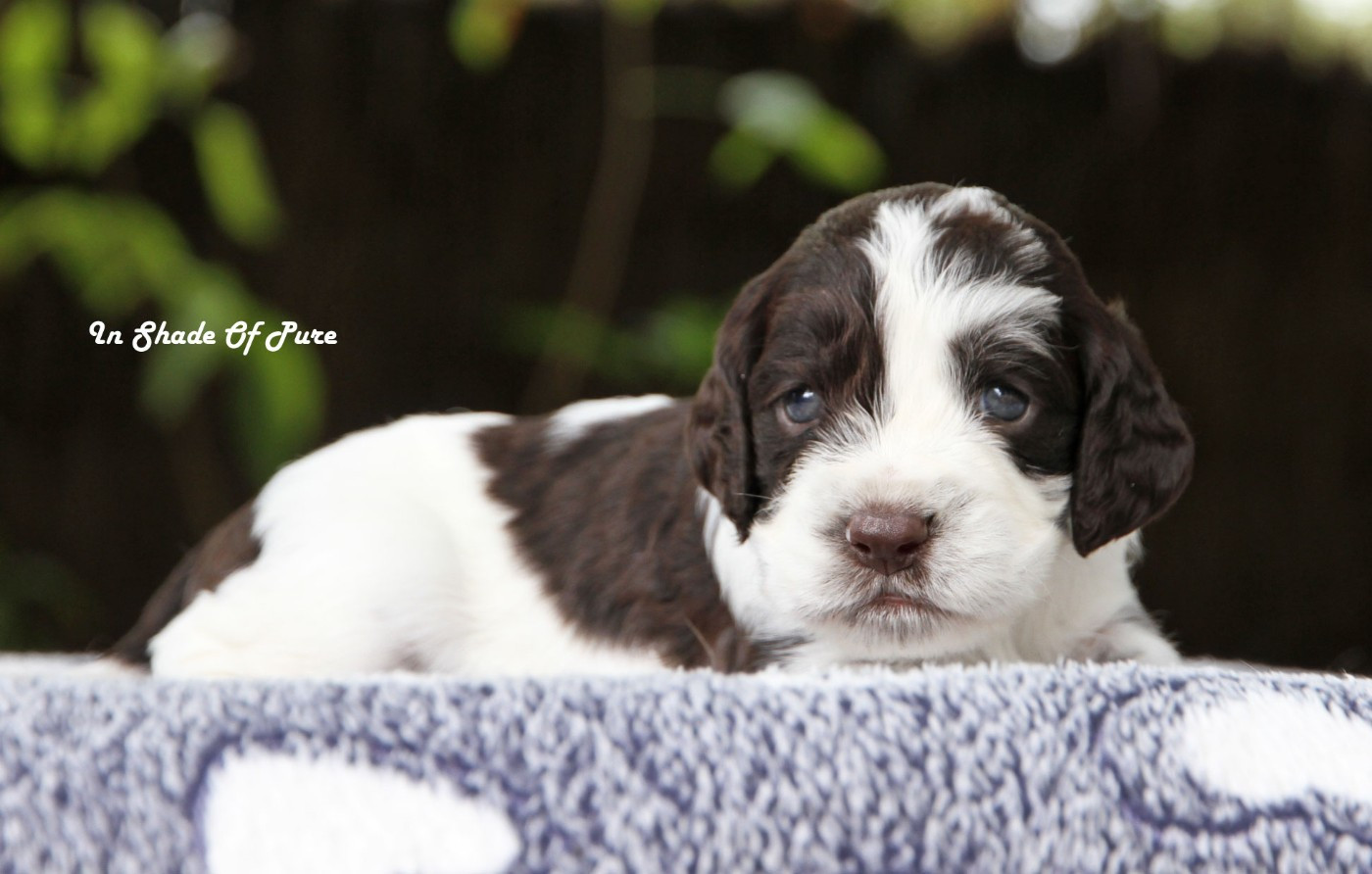 in Shade of Pure - Chiots disponibles - English Springer Spaniel