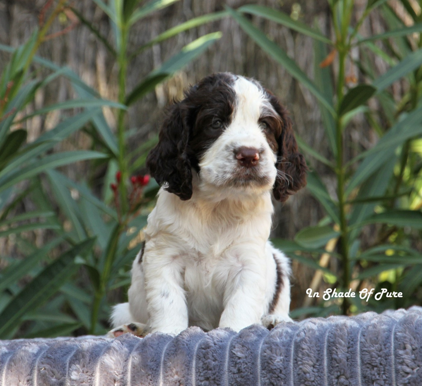 in Shade of Pure - Chiots disponibles - English Springer Spaniel