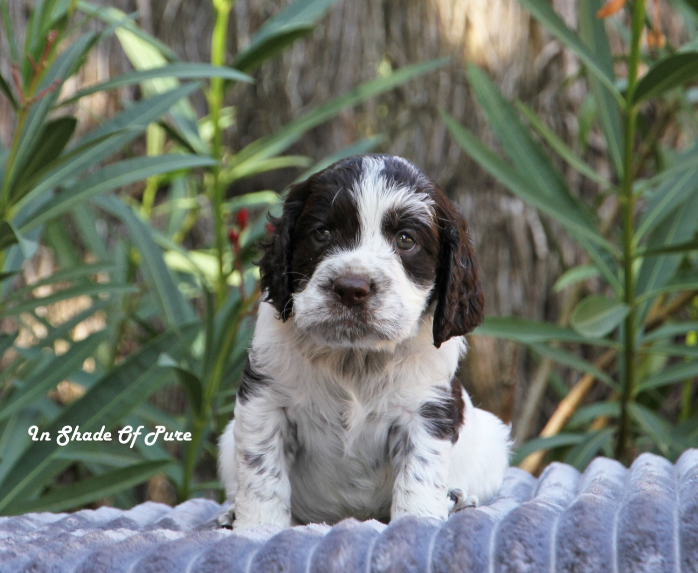 in Shade of Pure - Chiots disponibles - English Springer Spaniel