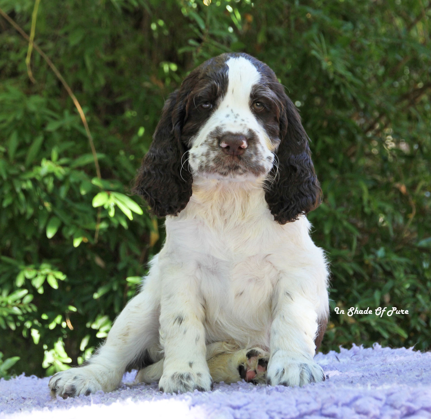 in Shade of Pure - Chiots disponibles - English Springer Spaniel
