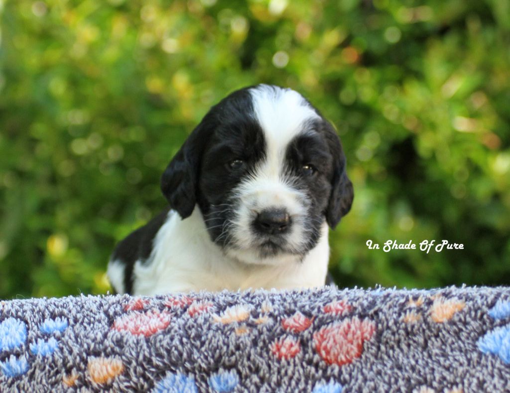 in Shade of Pure - Chiots disponibles - English Springer Spaniel