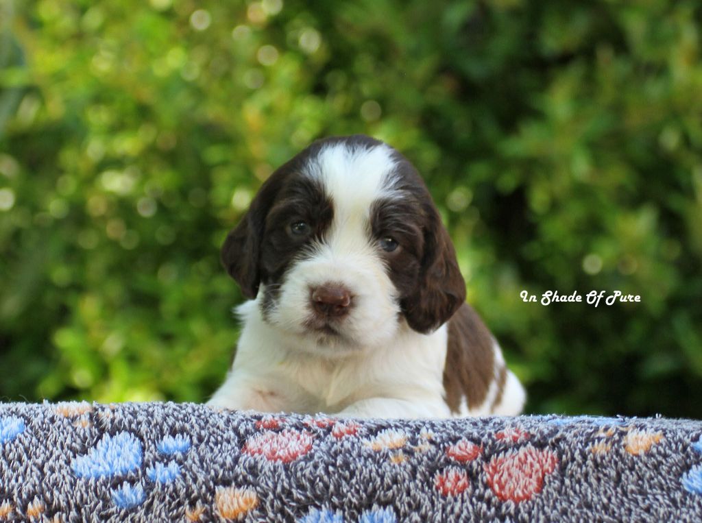 in Shade of Pure - Chiots disponibles - English Springer Spaniel
