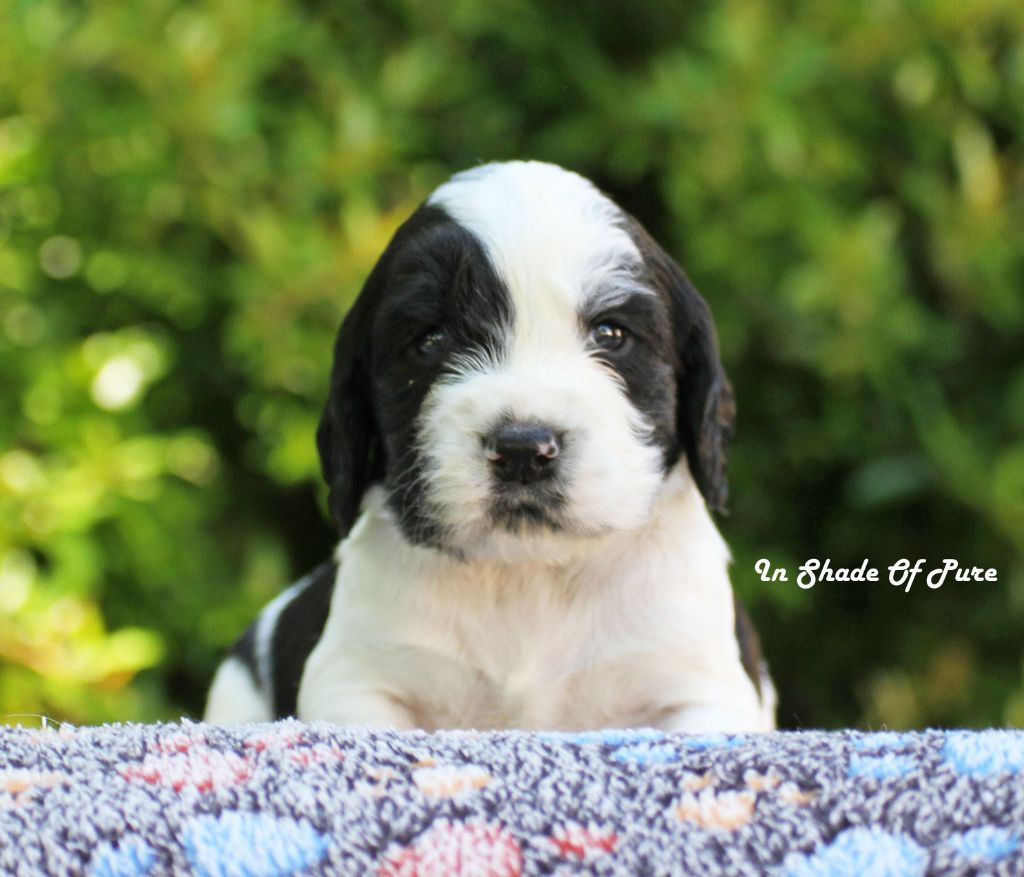in Shade of Pure - Chiots disponibles - English Springer Spaniel