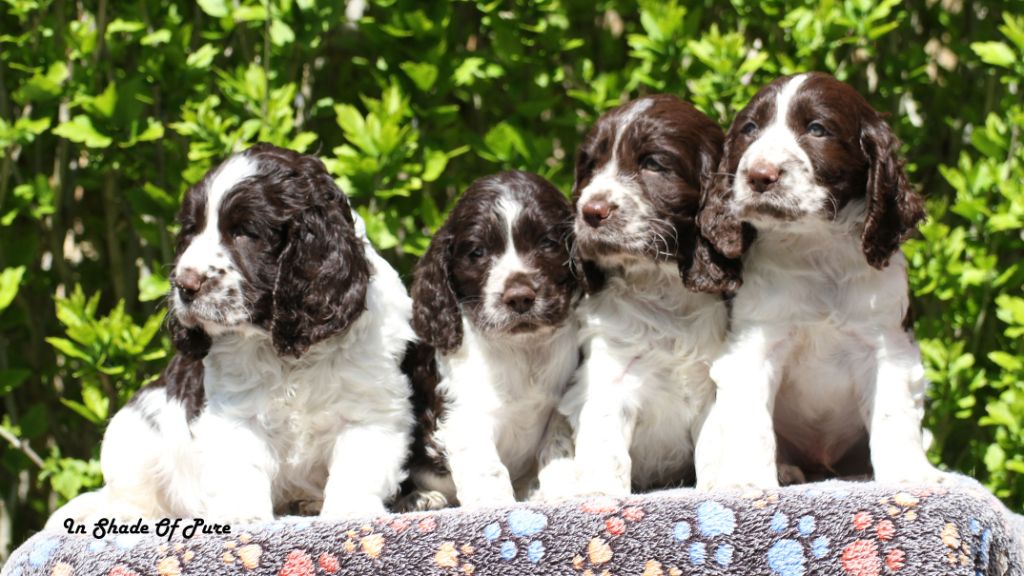 Chiot English Springer Spaniel in Shade of Pure