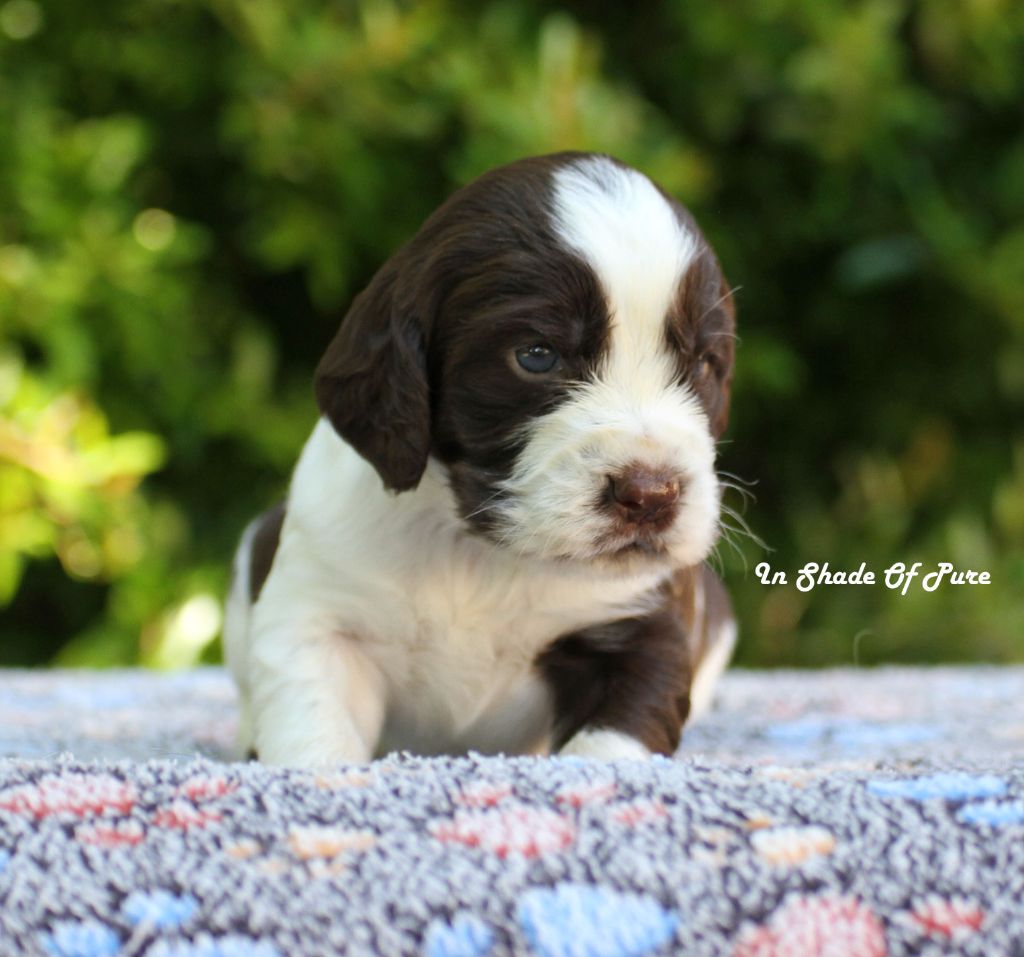 in Shade of Pure - Chiots disponibles - English Springer Spaniel