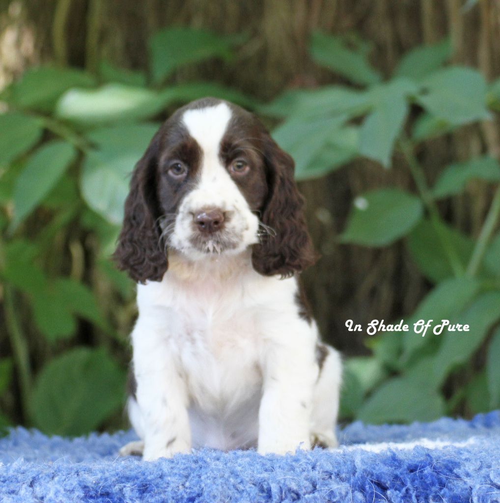 in Shade of Pure - Chiots disponibles - English Springer Spaniel