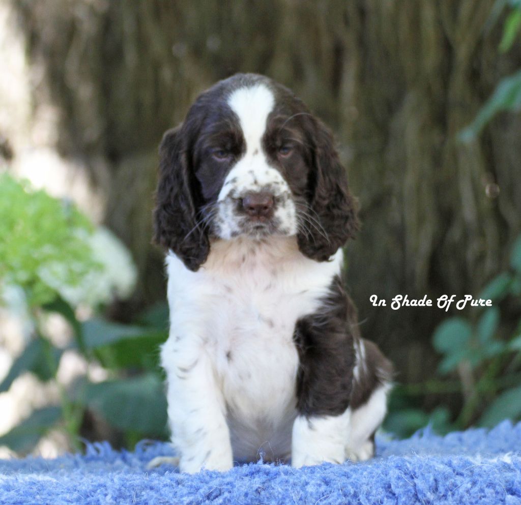 in Shade of Pure - Chiots disponibles - English Springer Spaniel