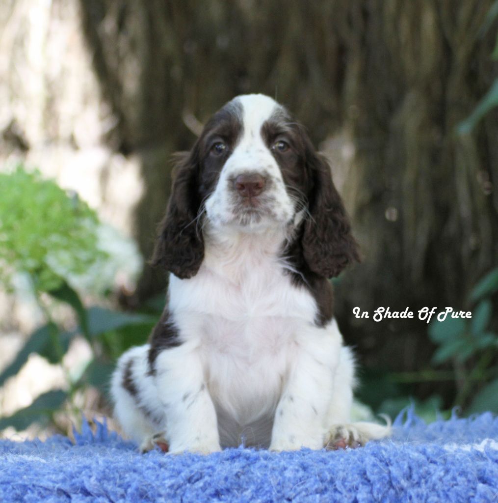 in Shade of Pure - Chiots disponibles - English Springer Spaniel