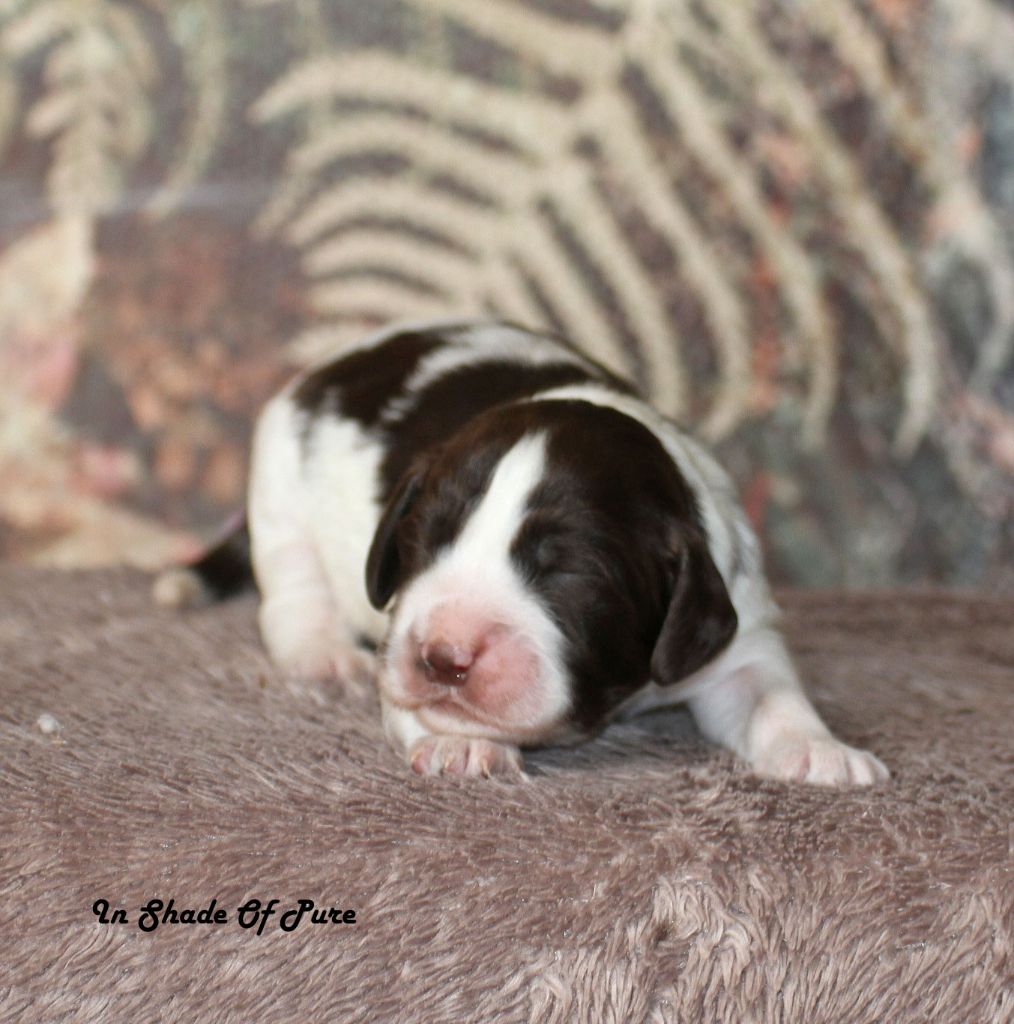 in Shade of Pure - Chiots disponibles - English Springer Spaniel