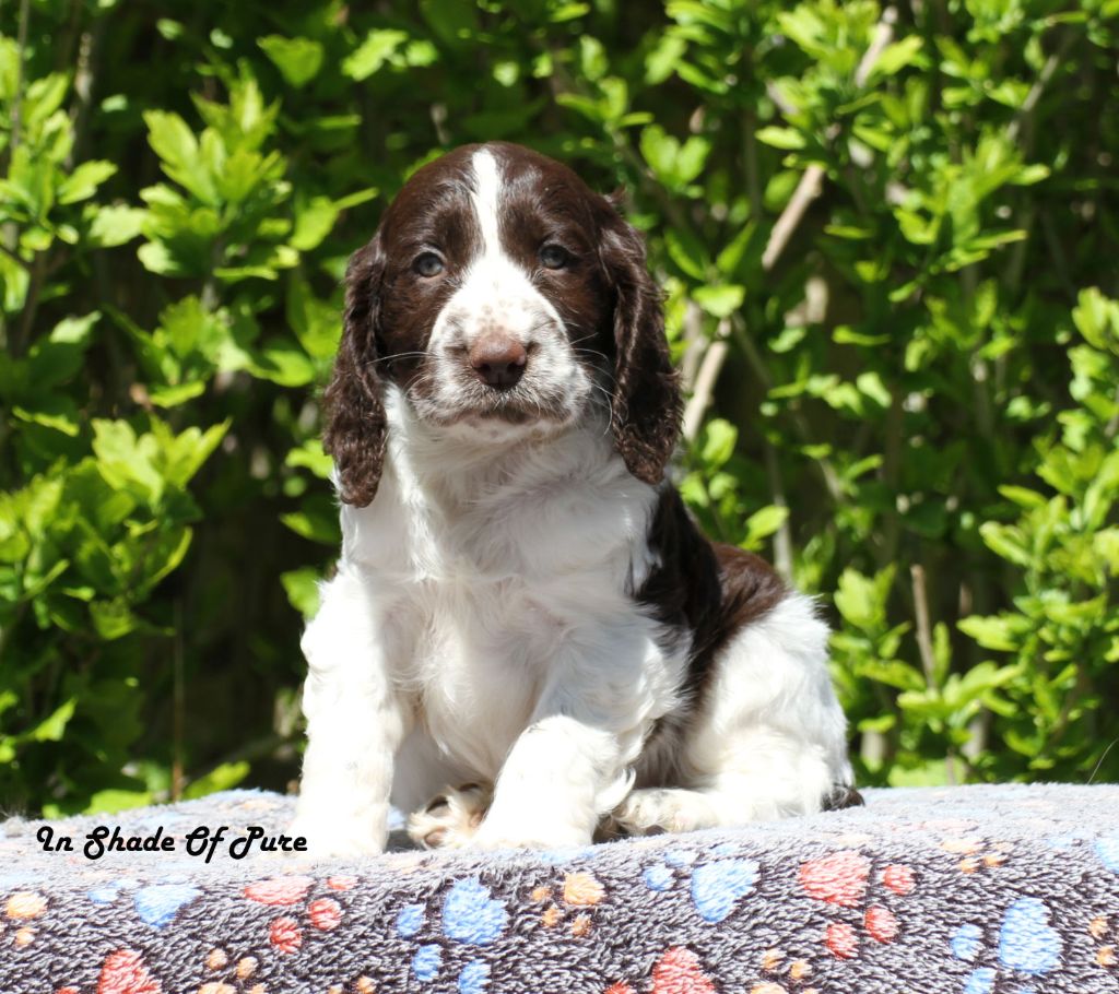 in Shade of Pure - Chiots disponibles - English Springer Spaniel